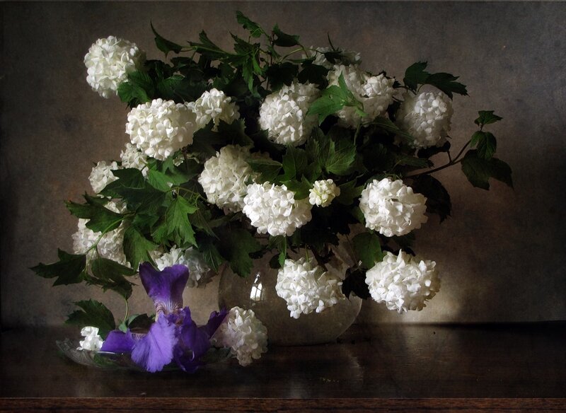 White Hydrangeas in Vase — Dramatic