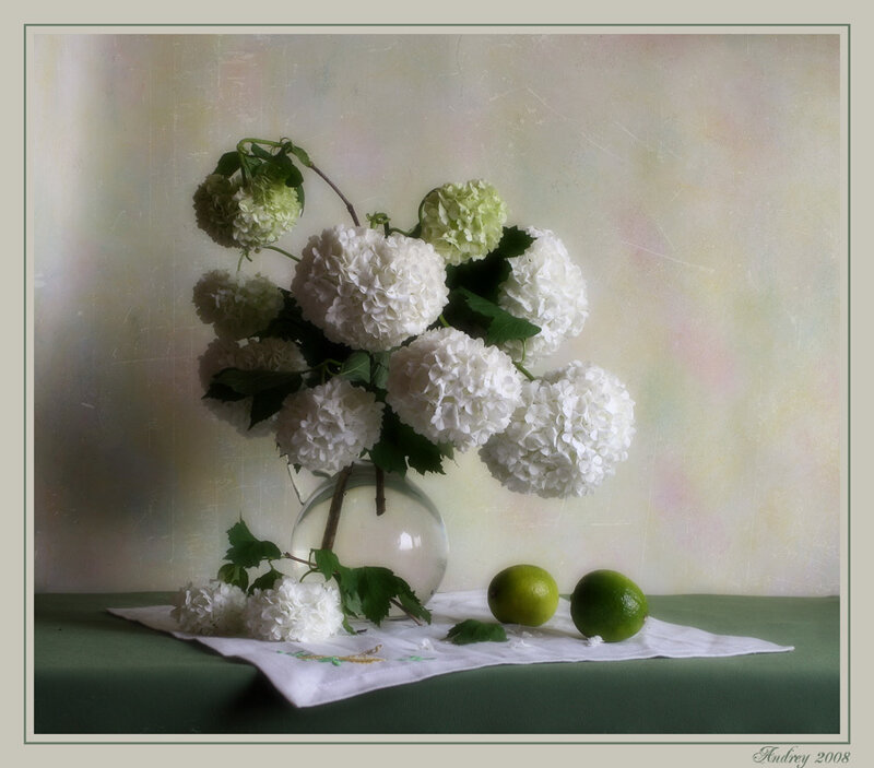 White Hydrangeas in Vase
