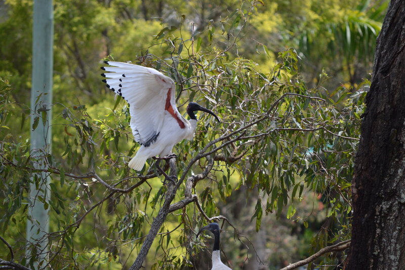 White Ibis Bird — Green