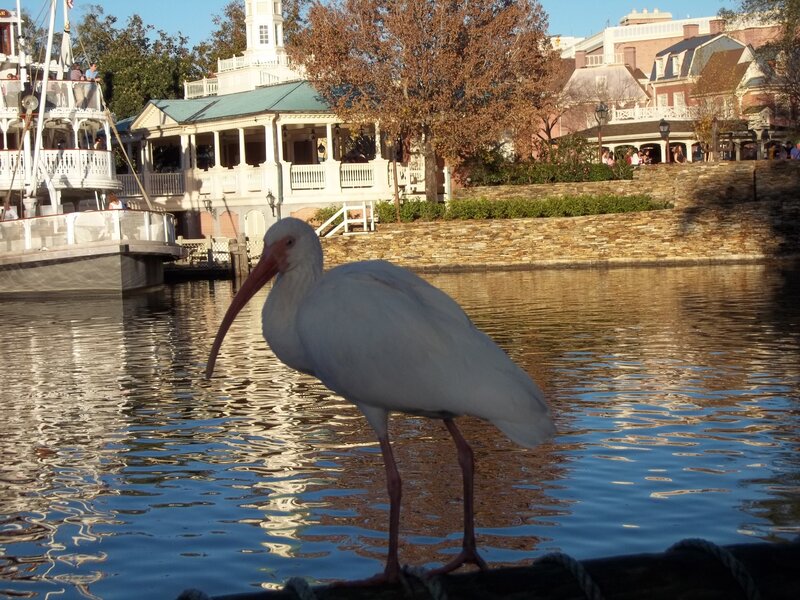 White Ibis Bird