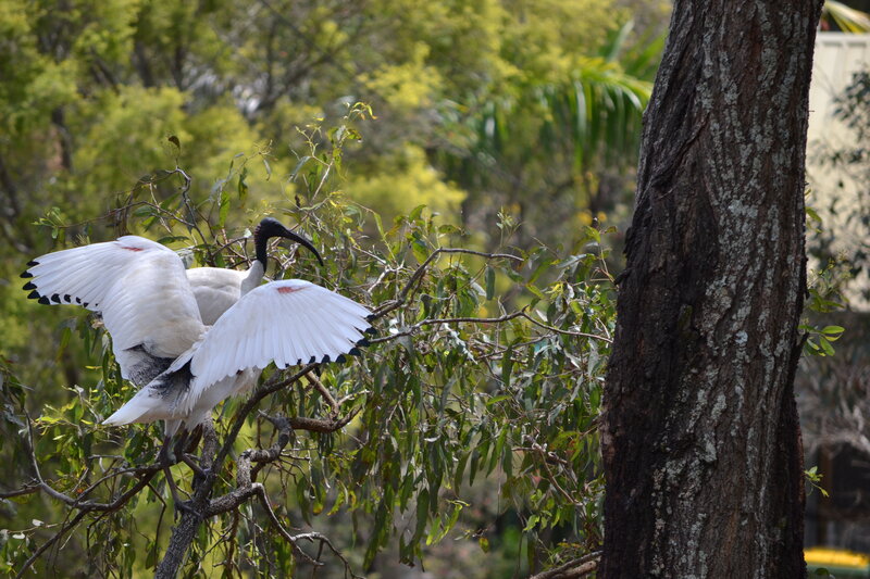 White Ibis Birds