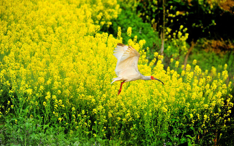 White Ibis Flying