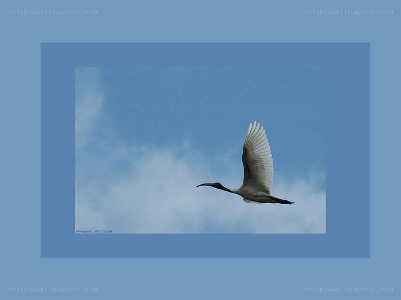 White ibis in flight
