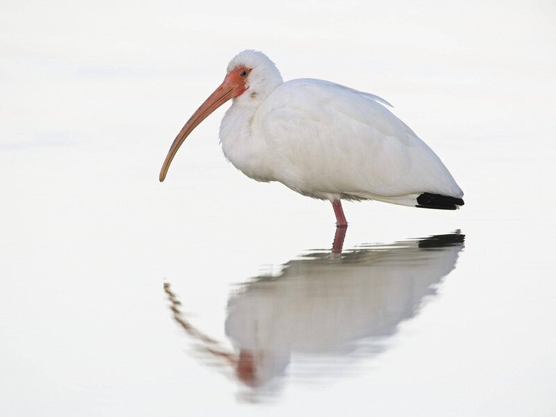 White ibis in shallow water