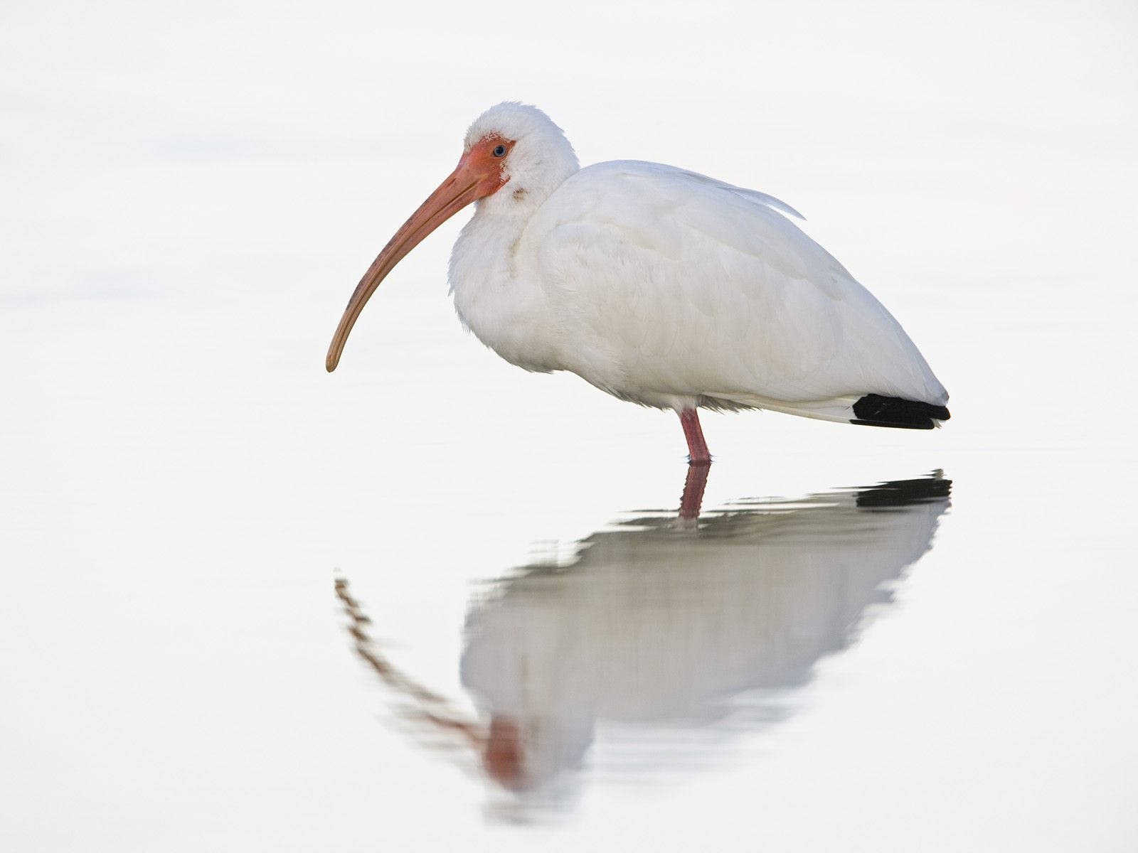 White ibis in shallow water