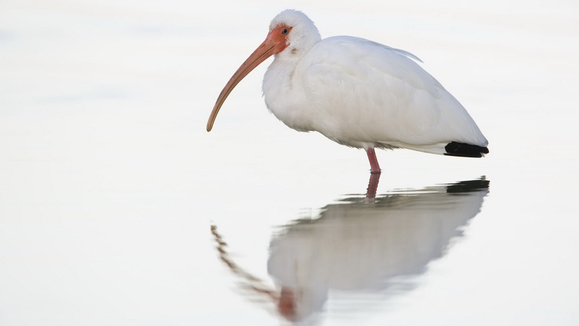 White ibis in shallow water