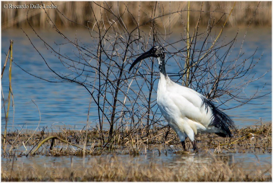 White ibis in wetland