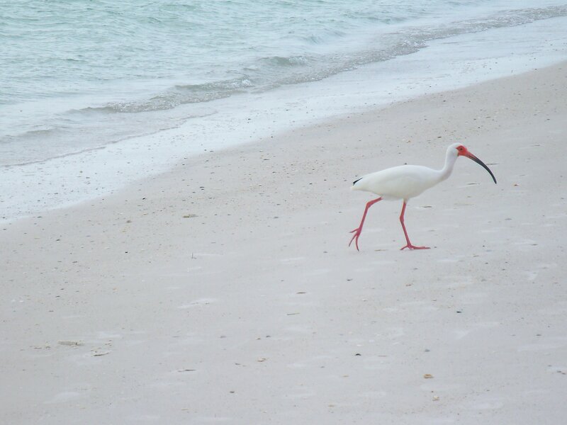White ibis on a sandy beach