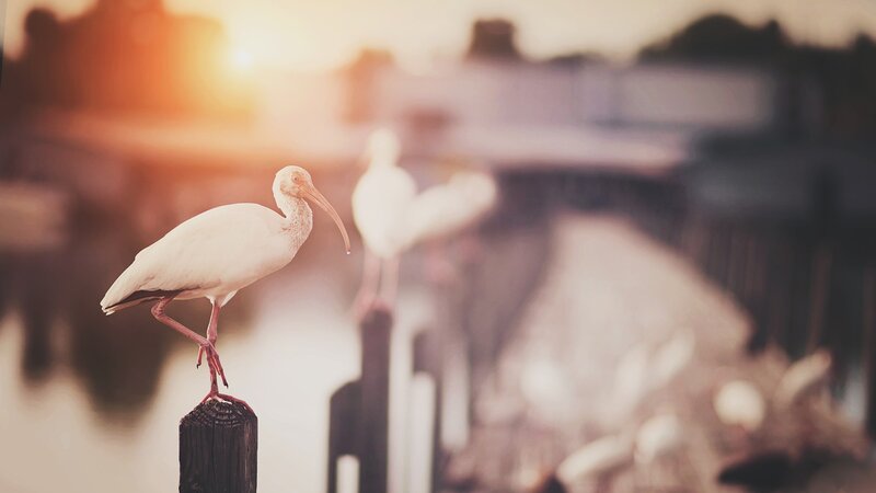 White Ibis on Post