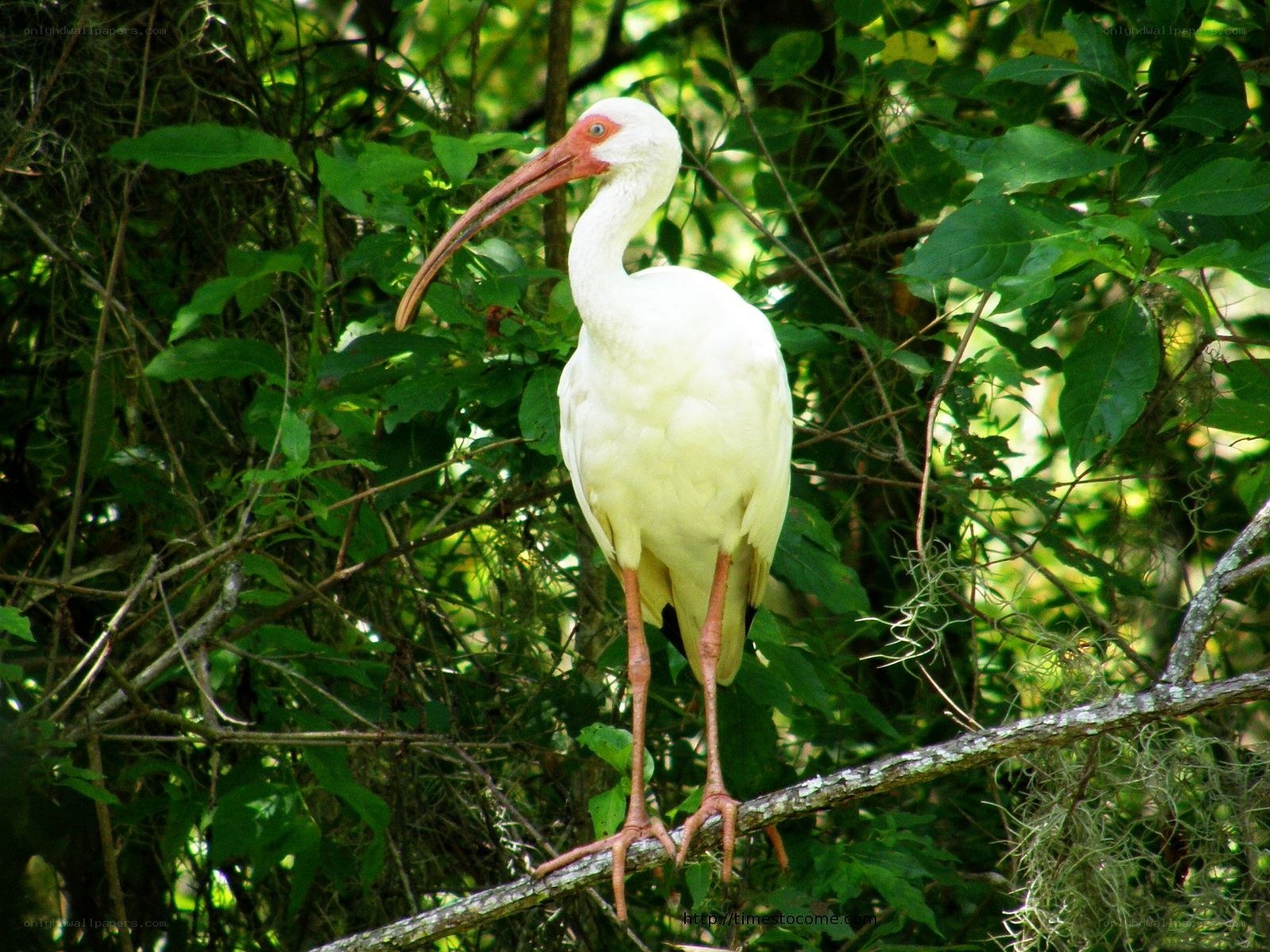 White ibis perched in foliage