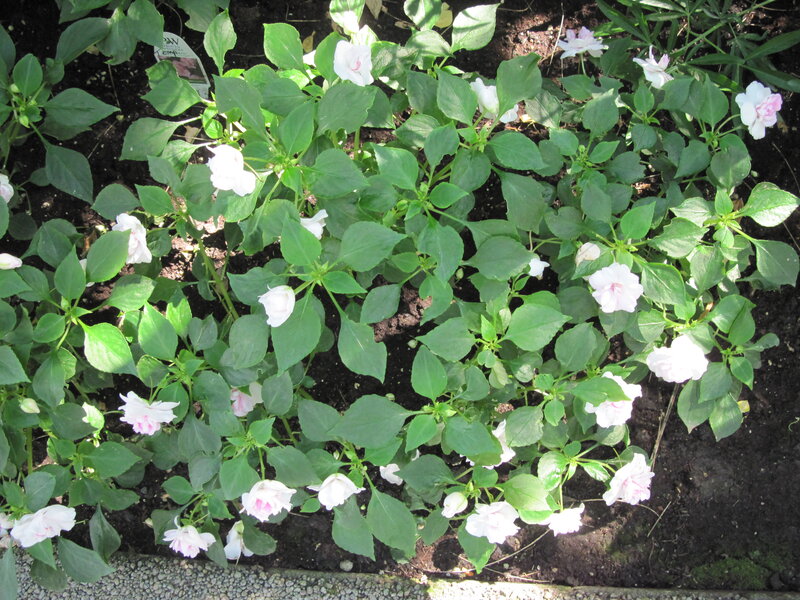 White Impatiens Flowers — Calm