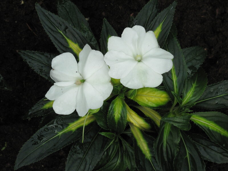 White Impatiens Flowers