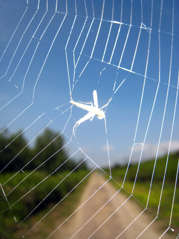 White Insect in Web