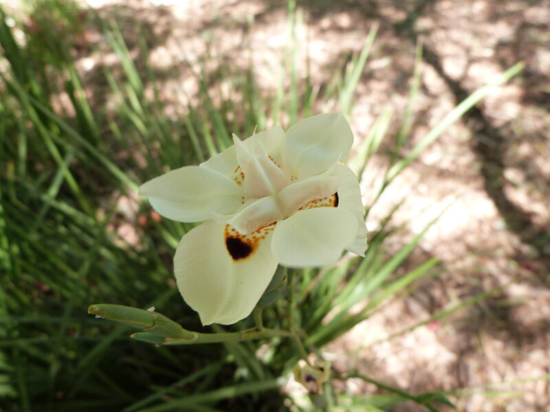 White Iris Flower — Calm