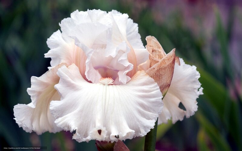 White Iris Flower Close-Up
