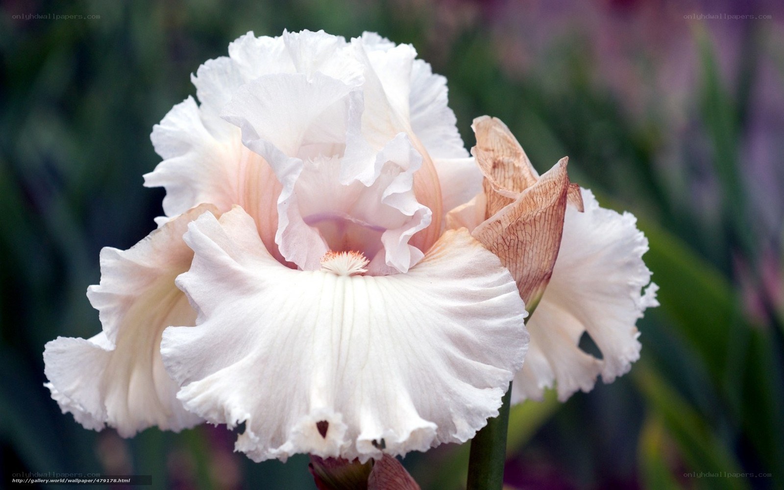 White Iris Flower Close-Up