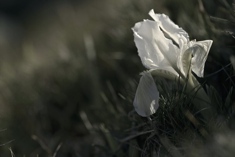 White Iris Flower — Dramatic, Afternoon