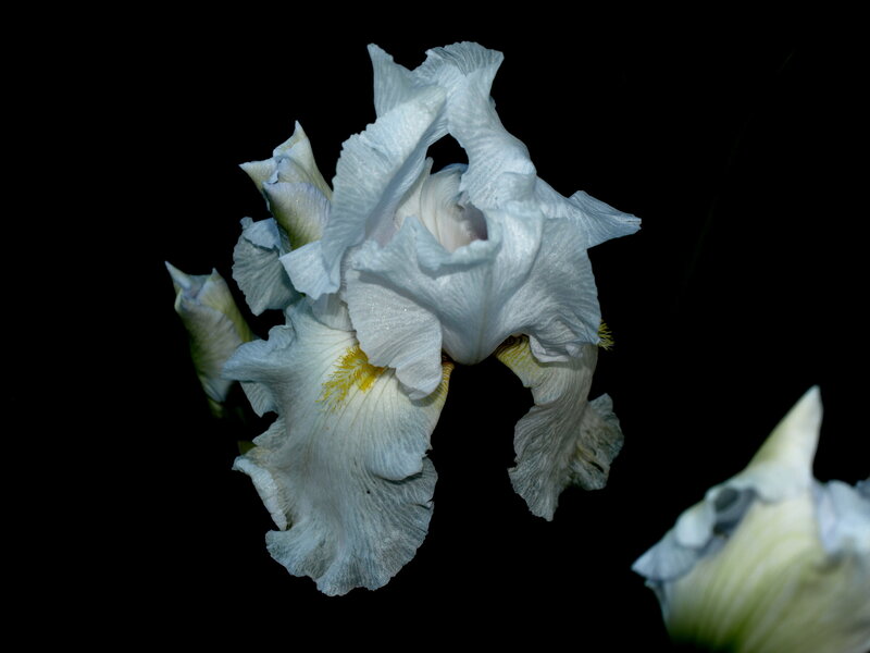 White Iris Flower — Dramatic, Photograph, Bloom