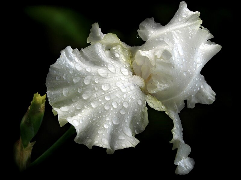 White Iris Flower — Dramatic, Photograph