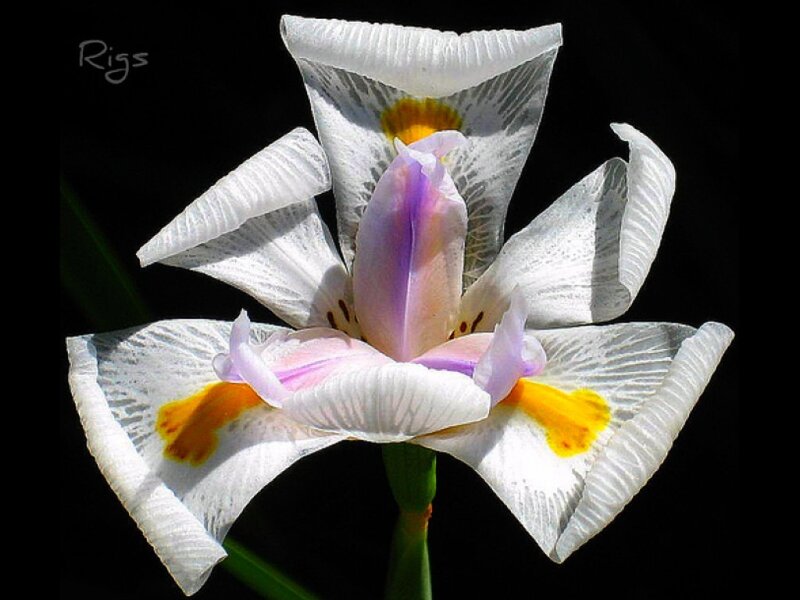 White Iris Flower — Dramatic