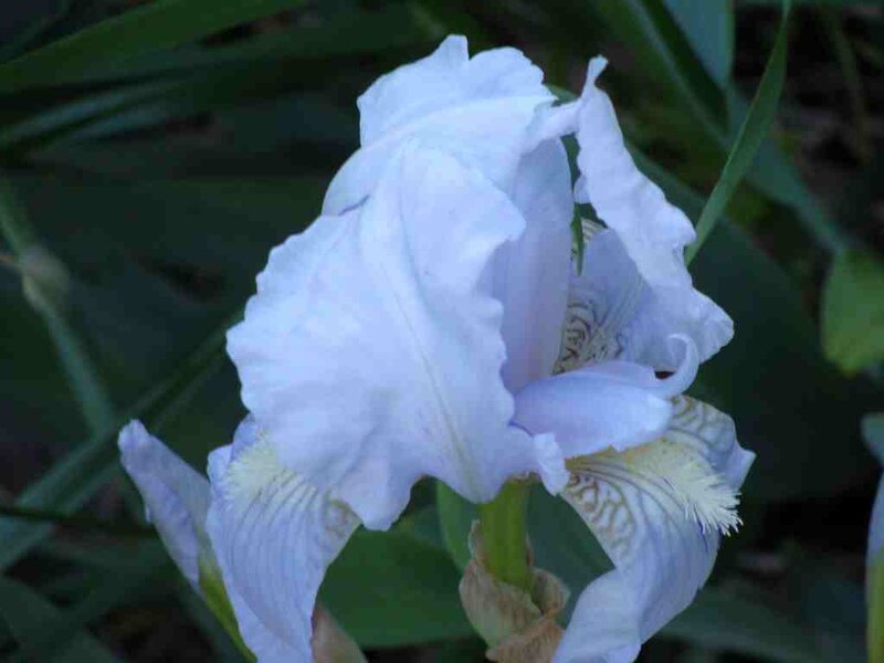 white iris flower in bloom