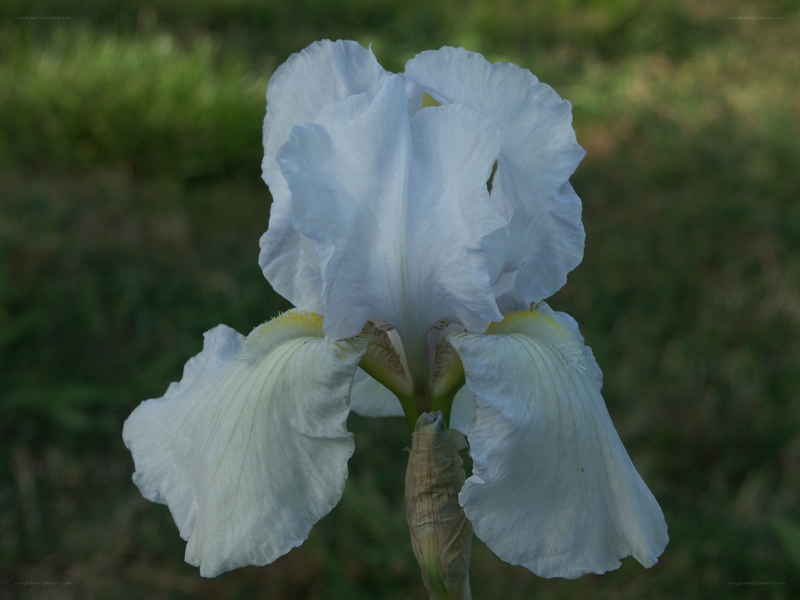 white iris flower in bloom