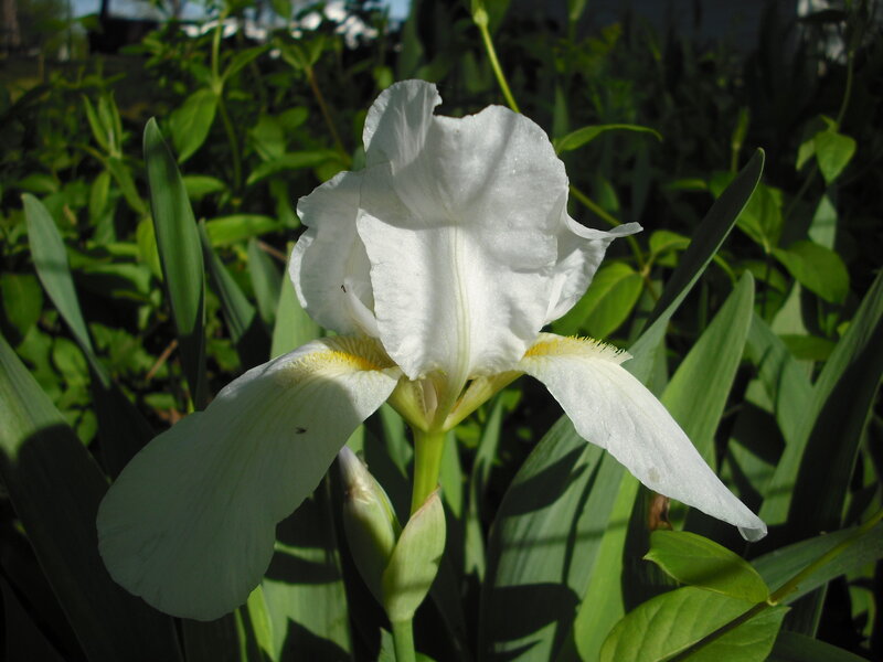 white iris flower in garden