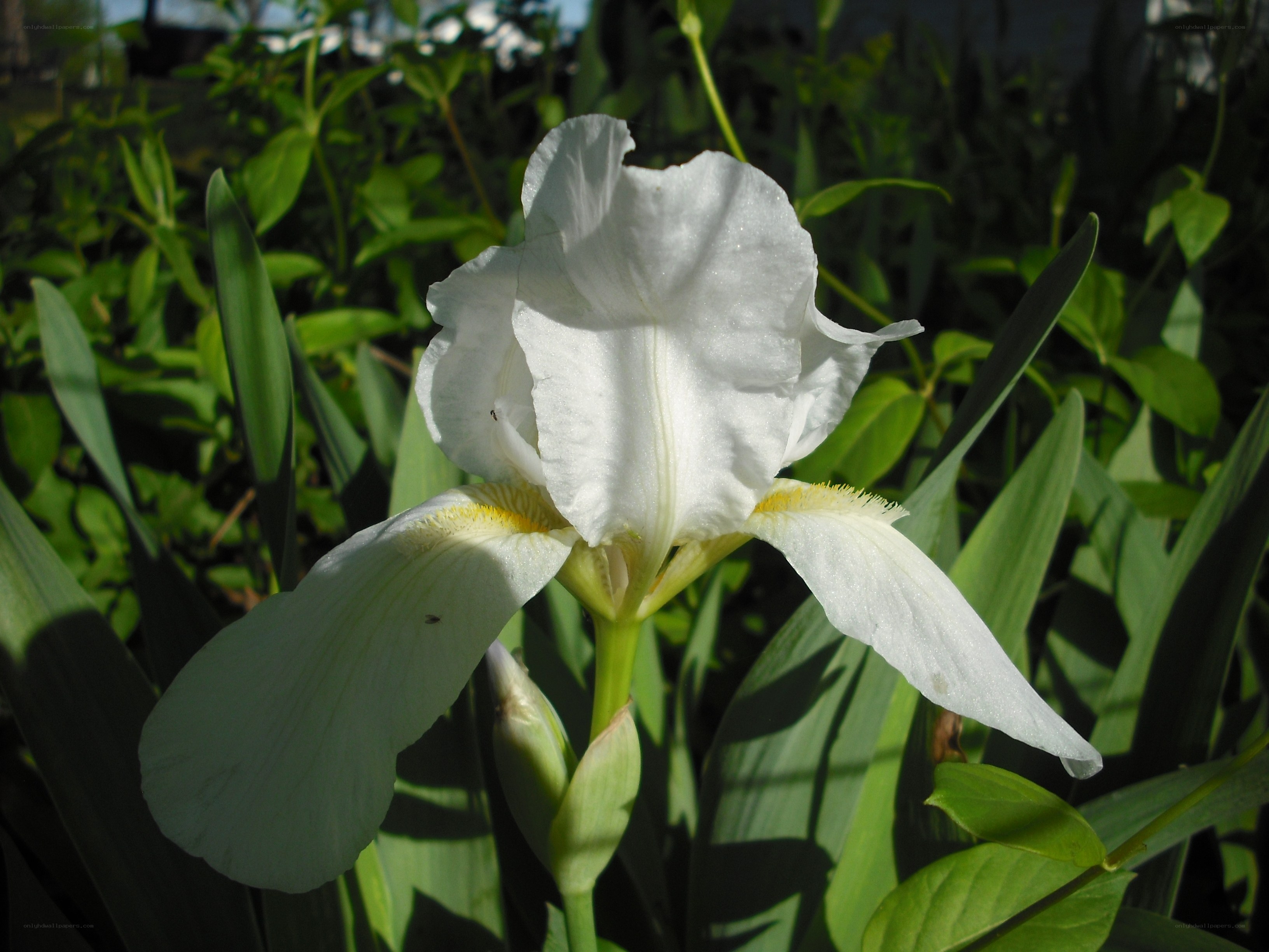 white iris flower in garden