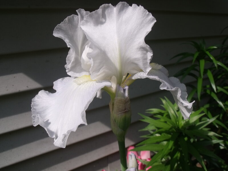 White Iris Flower — Serene, Afternoon, Photograph, Green Leaves, Siding