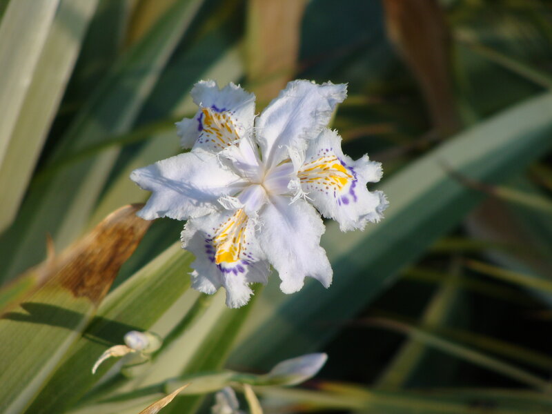 White Iris Flower — Serene, Afternoon, Photograph