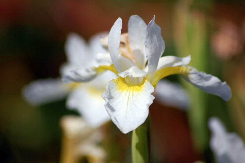 White Iris Flower — Serene, Afternoon