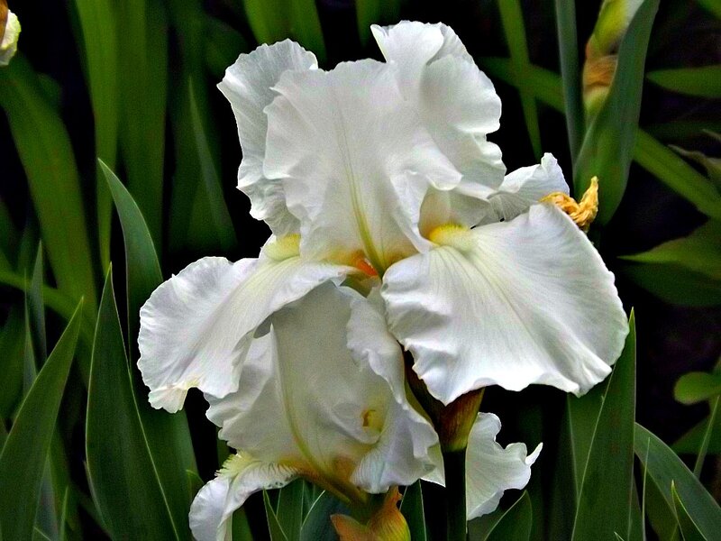 White Iris Flower — Serene, Photograph, Green Leaves