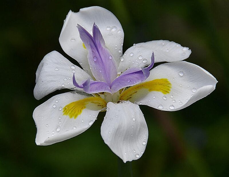 White Iris Flower — Serene, Photograph, Petals, Raindrops