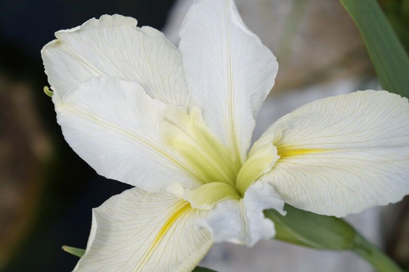 White Iris Flower — Serene, Photograph, Petals