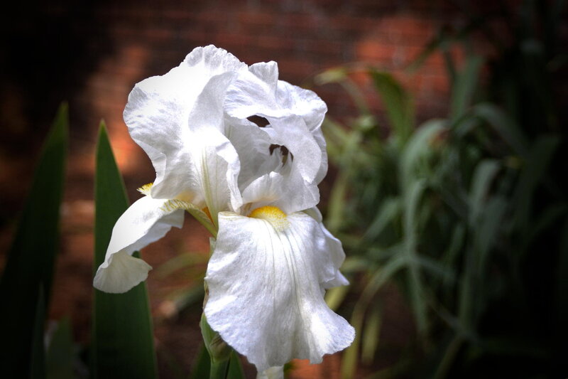 White Iris Flower — Serene, Photograph