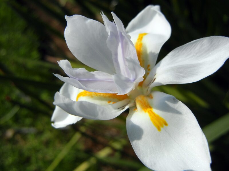 White Iris Flower — Serene