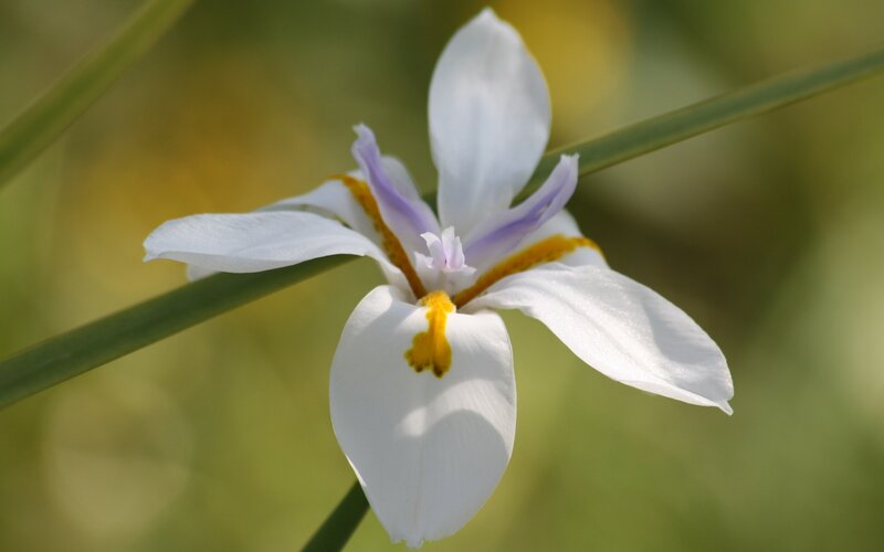 White Iris Flower
