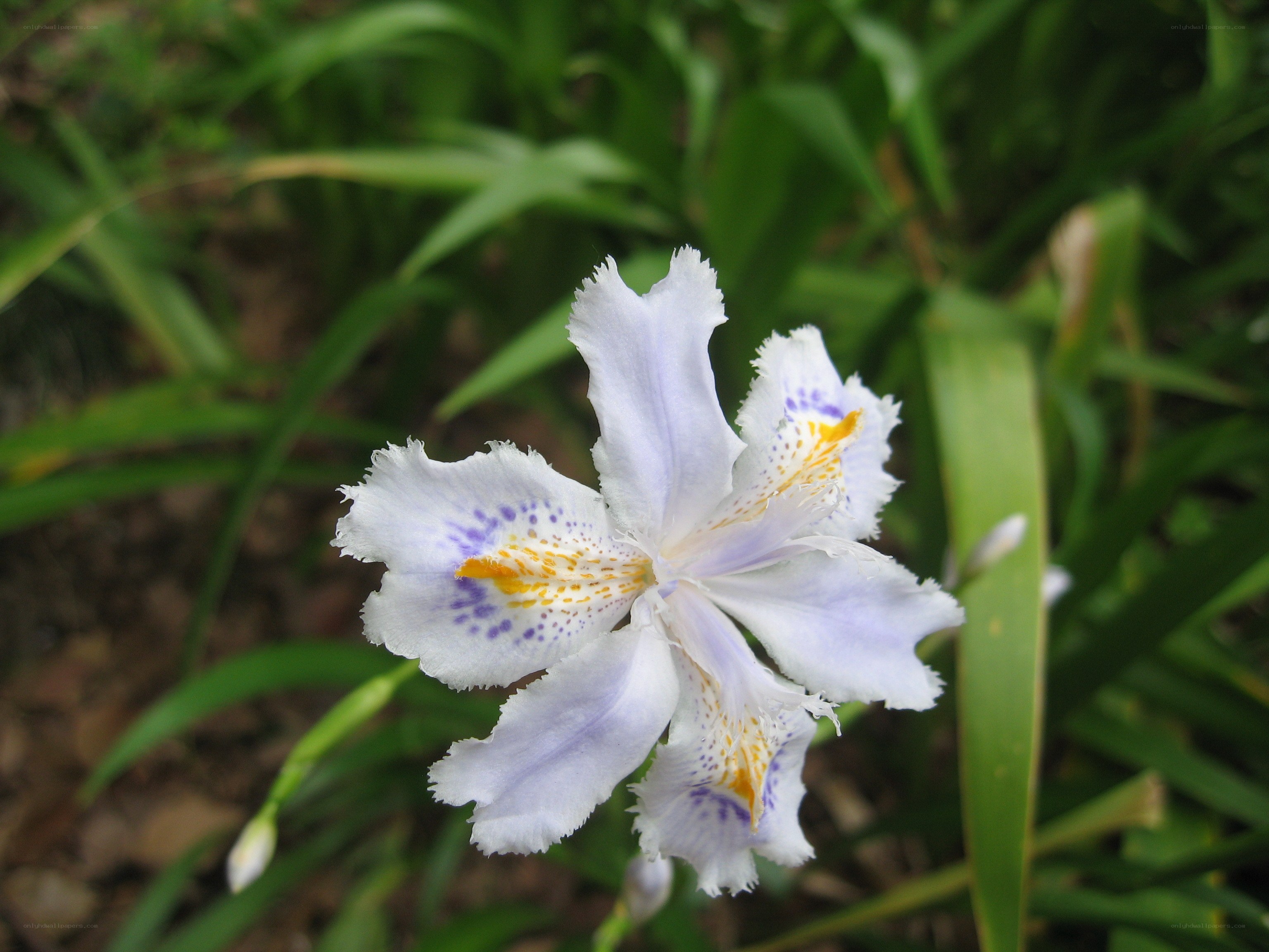 white iris flower with purple spots
