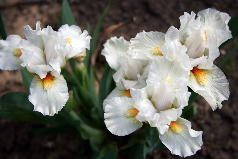 White Iris Flowers — Calm, Spring