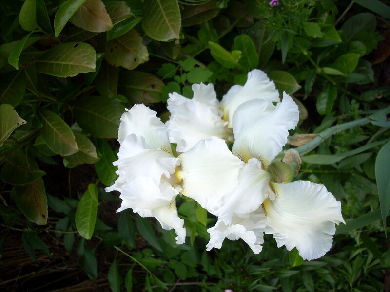 White Iris Flowers — Calm
