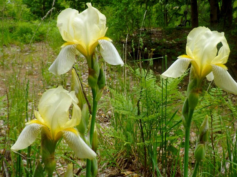 White Iris Flowers — Green