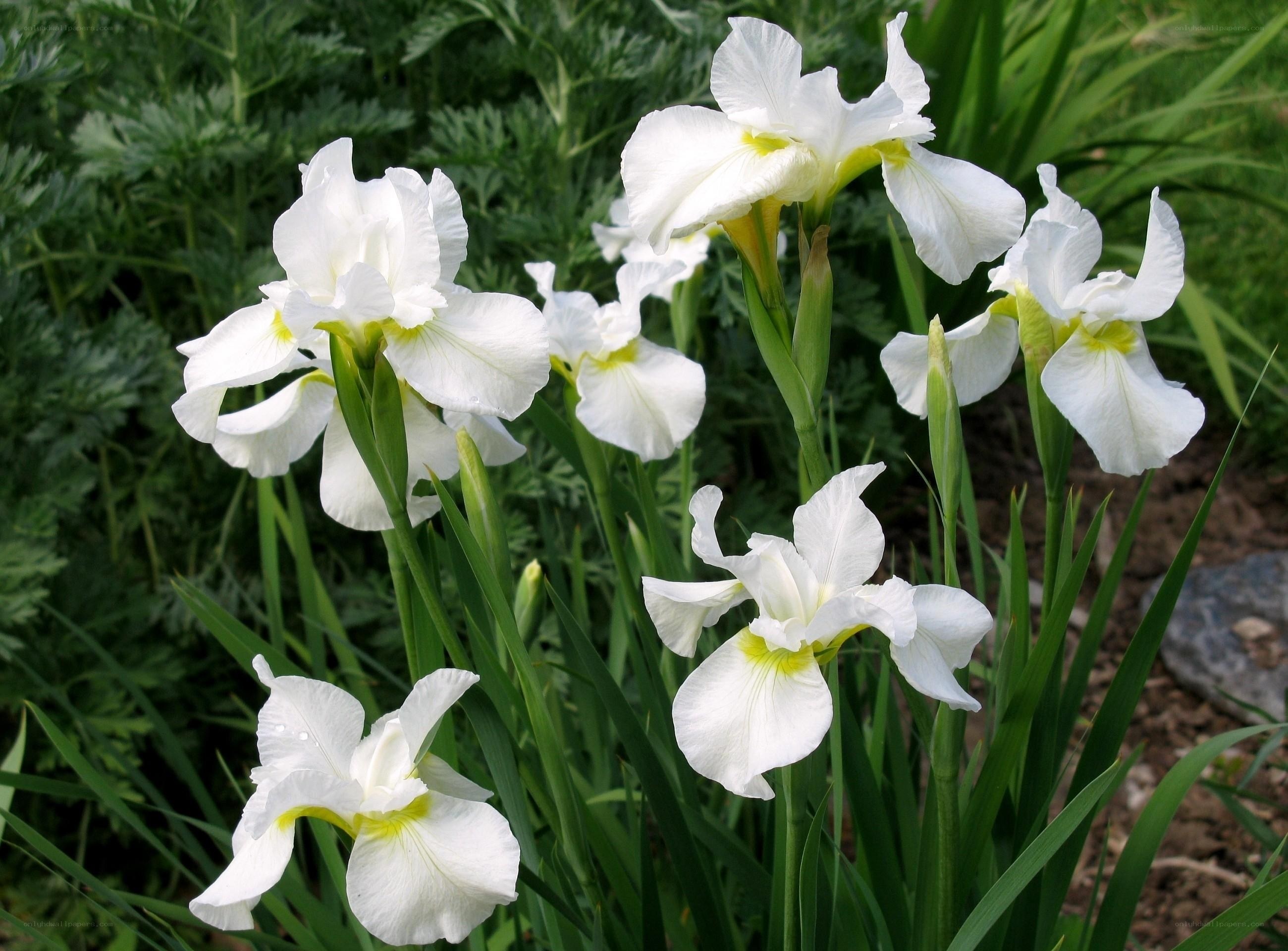 White iris flowers in garden