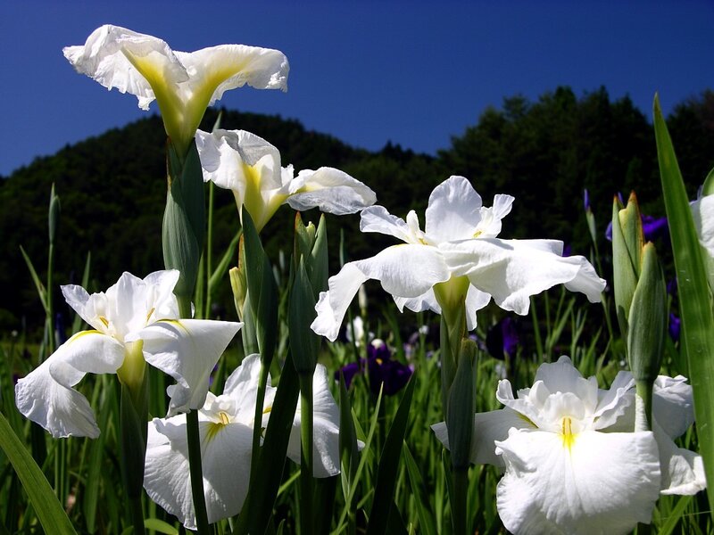 White Iris Flowers — Serene, Afternoon