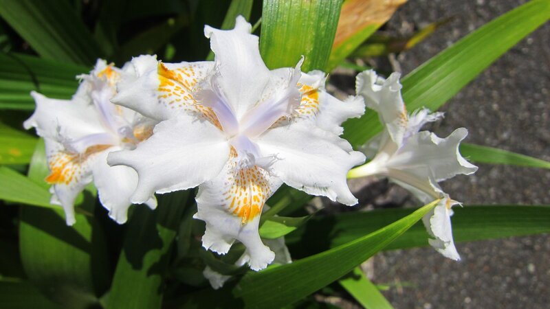 White Iris Flowers — Serene