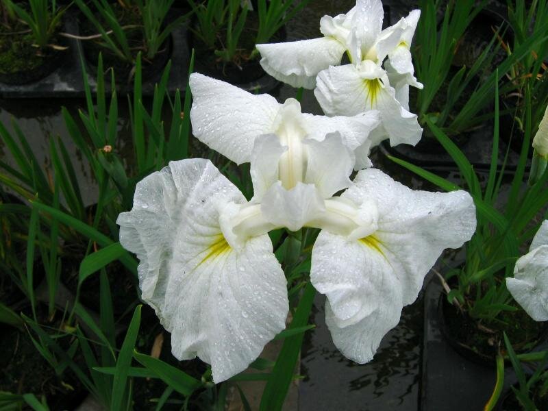 White Iris Flowers