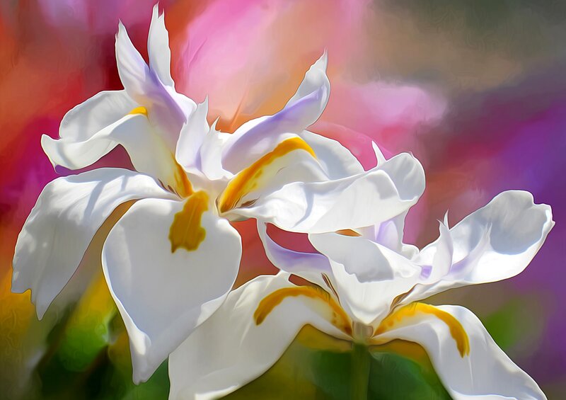 White Iris Flowers — Vibrant