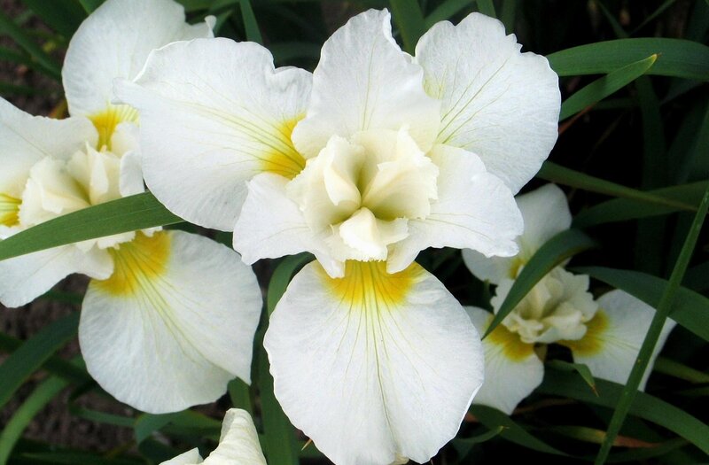 White iris flowers with yellow centers