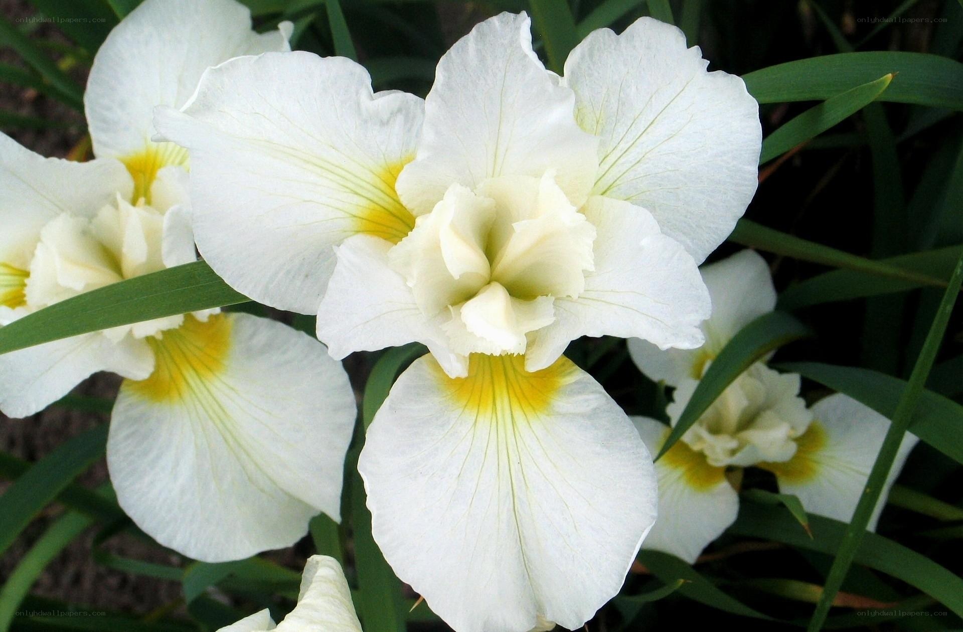 White iris flowers with yellow centers