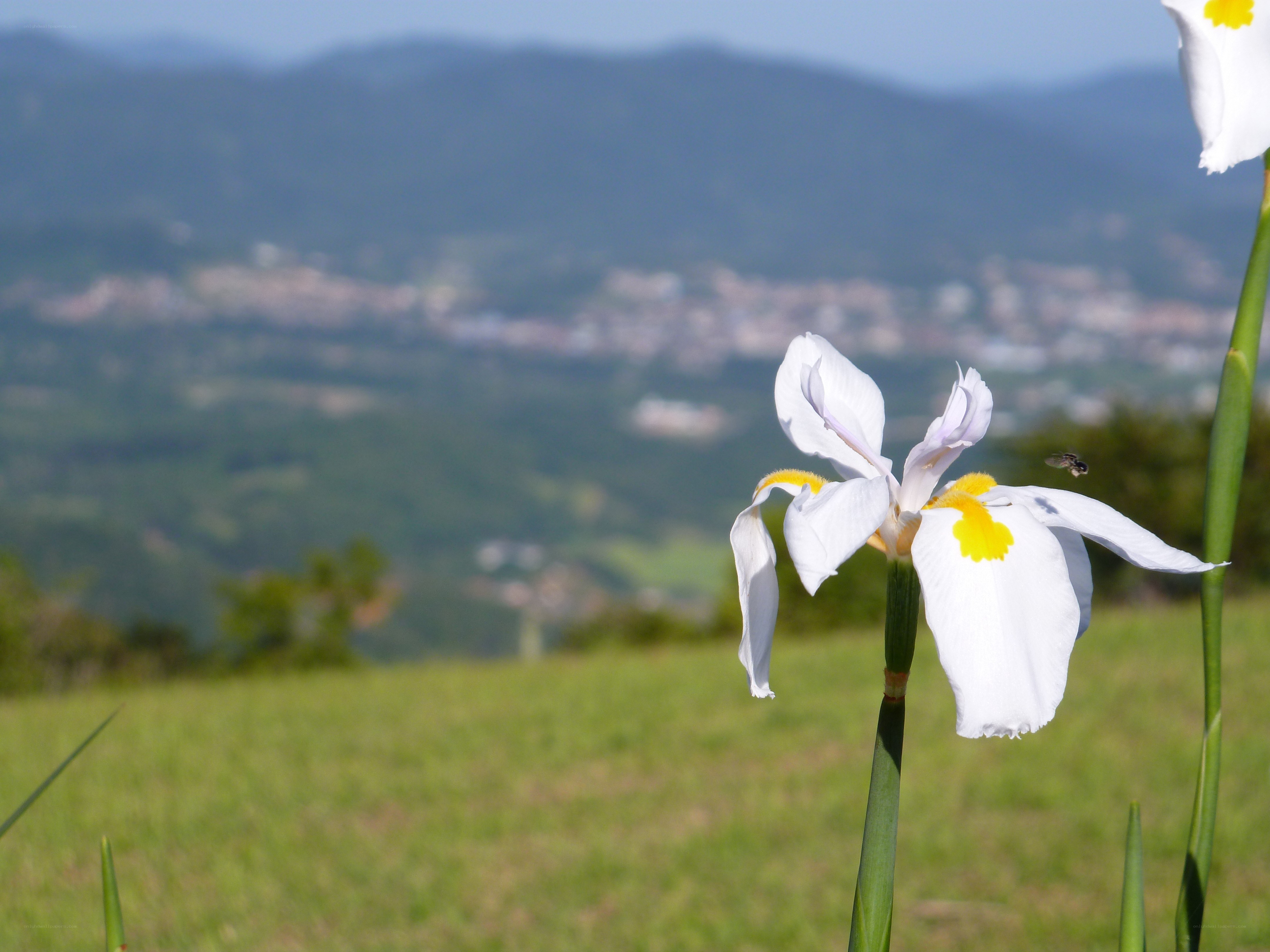 White iris in a green field