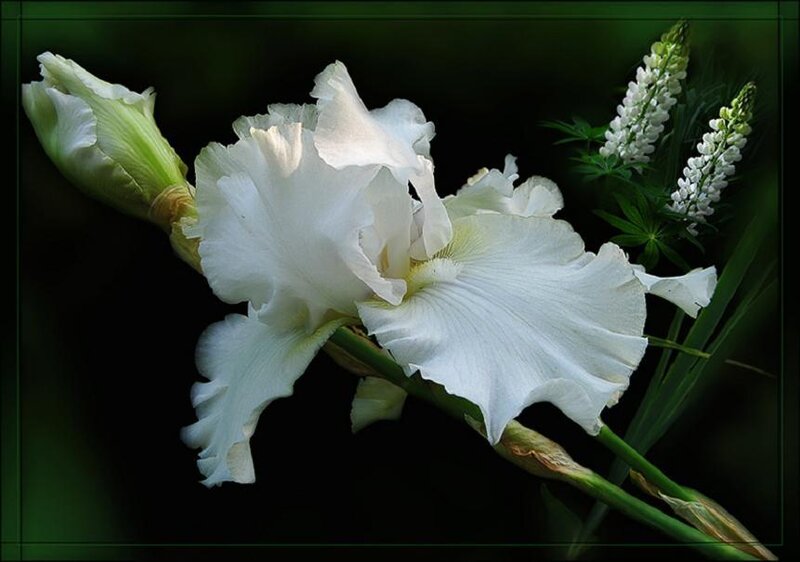 White iris in bloom